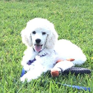 Meet your Posher, Michael